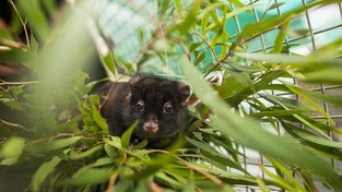 Western ringtail possums are critically endangered.