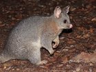 New research from Edith Cowan University has uncovered new insights into the genetic structure of the common brushtail possum, including an additional subspecies in Western Australia.